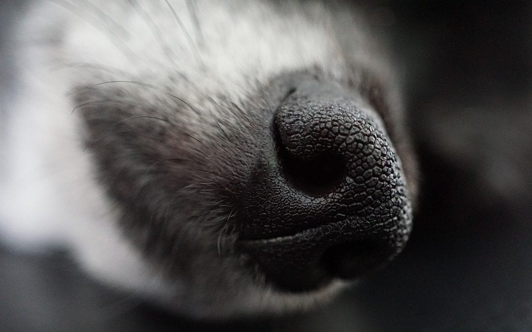 Episode 6: Why is my dog’s nose dry?