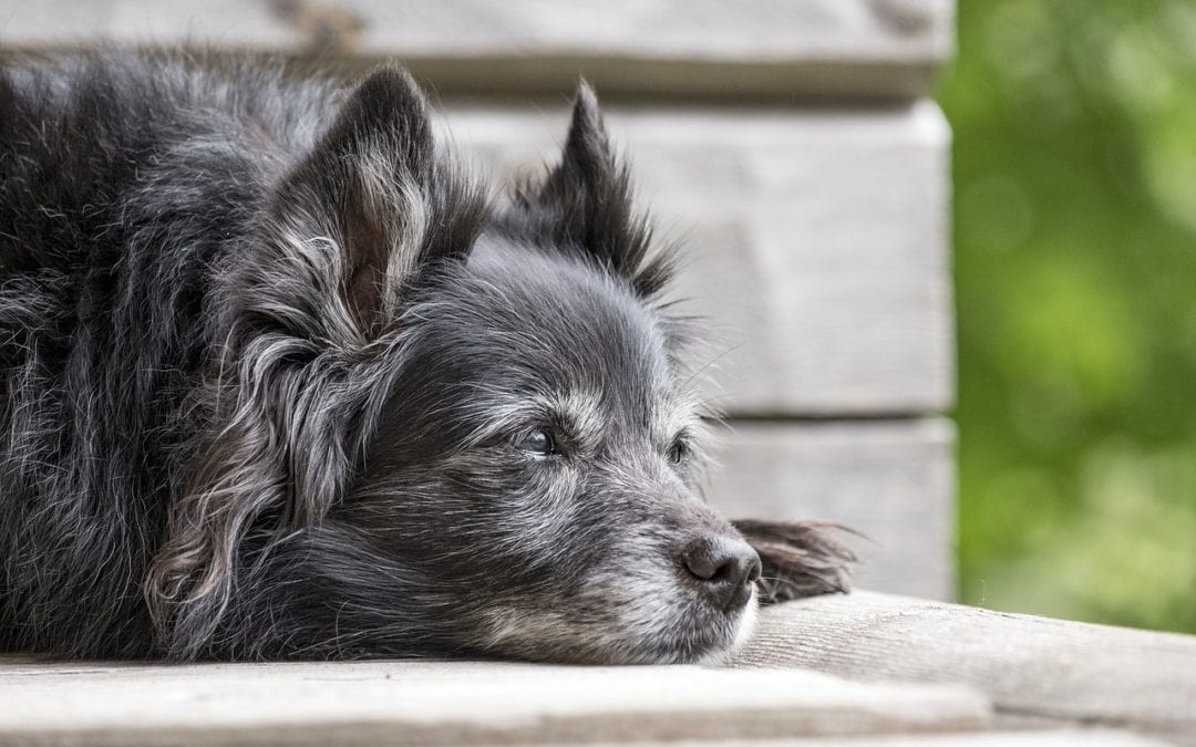 What are some signs of cognitive dysfunction in pets?