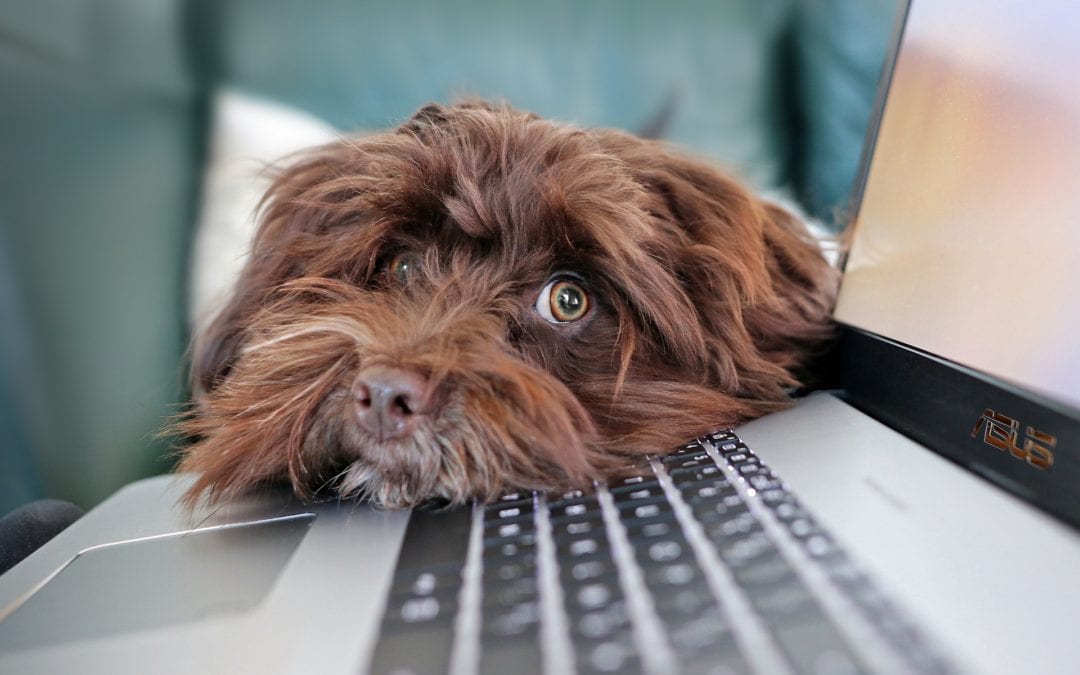 Veterinary Telemedicine: Is it for You?