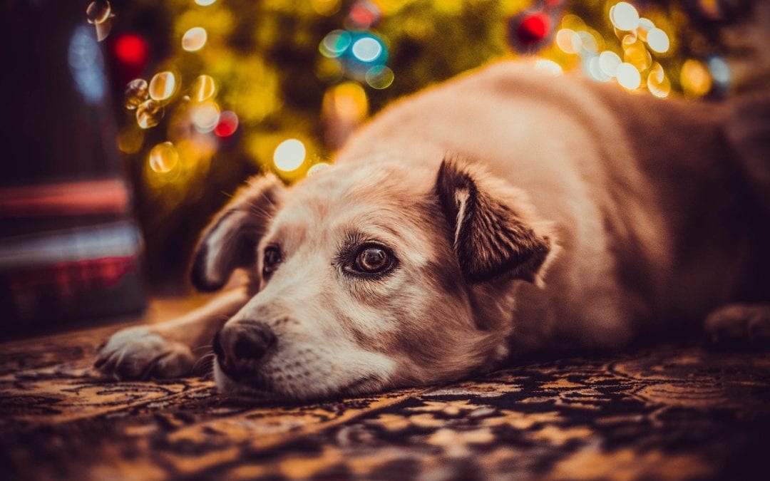 Christmas Tree Pet Safety Tips